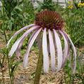 Echinacea pallida